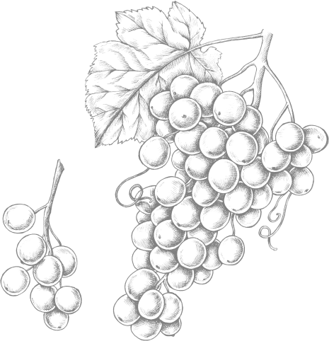 Mbodegas Nosotros Dibujo Racimo